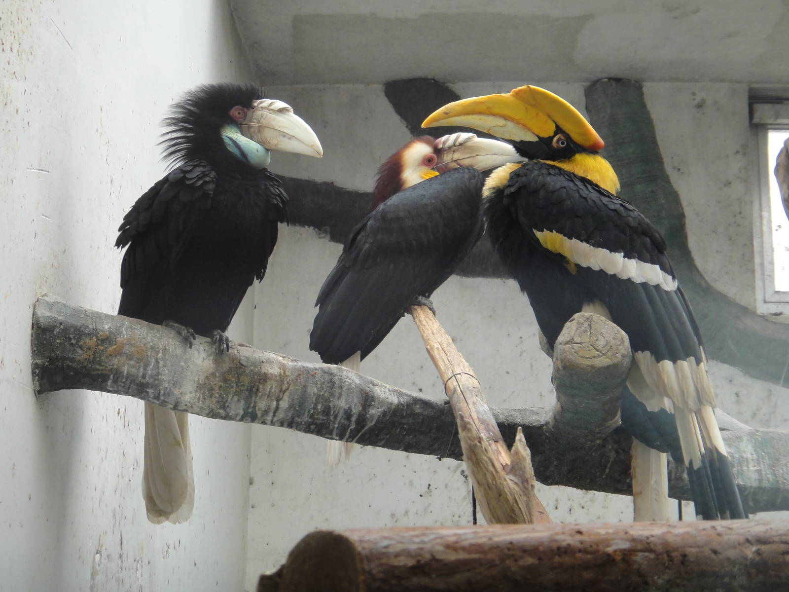 Great Hornbill /Buceros bicornis and Wreathed Hornbill /Rhyticeros undulatu