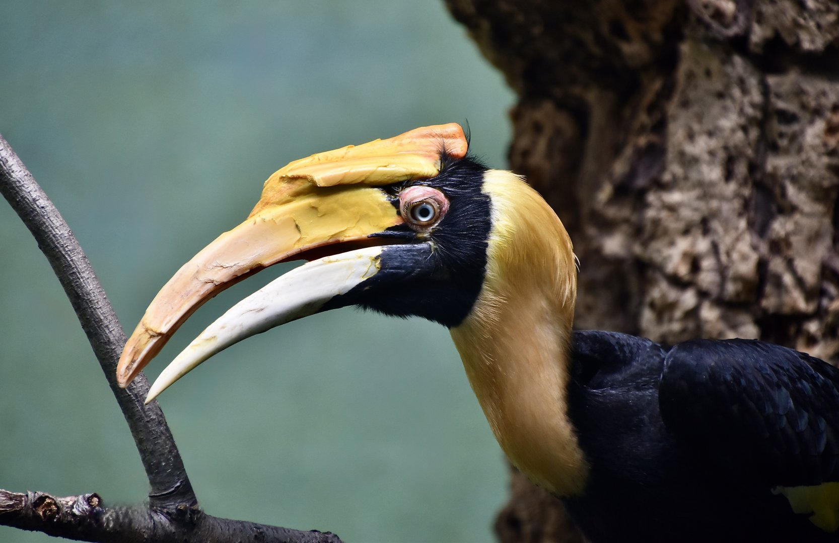 Great Hornbill (Buceros bicornis) female