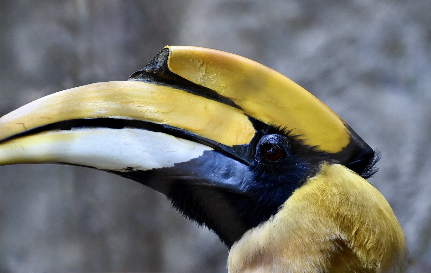 Great Hornbill (Buceros bicornis) male