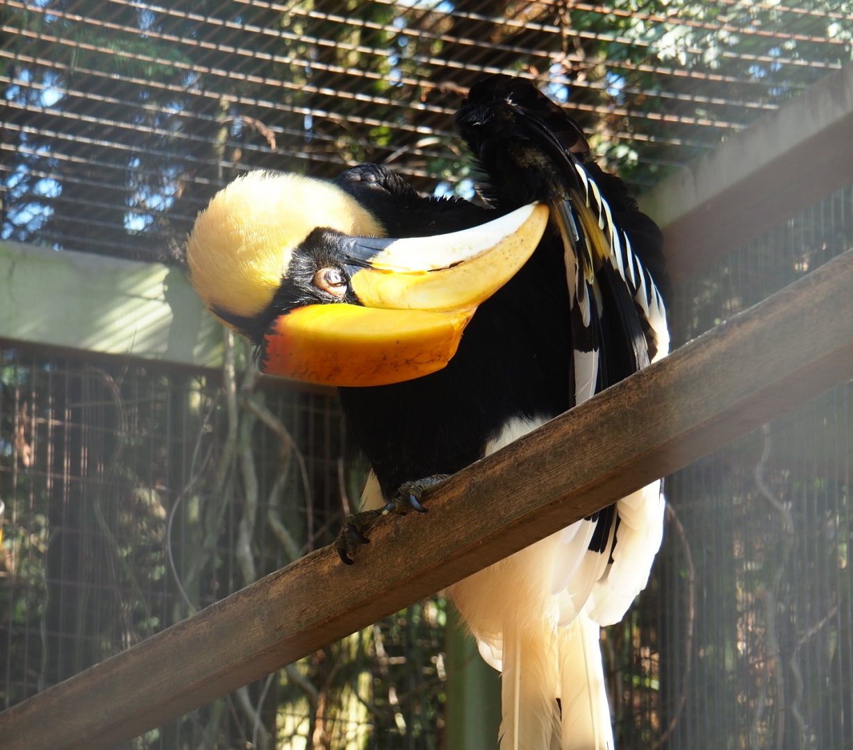 Great hornbill (Buceros bicornis), Sep 2nd, 2018