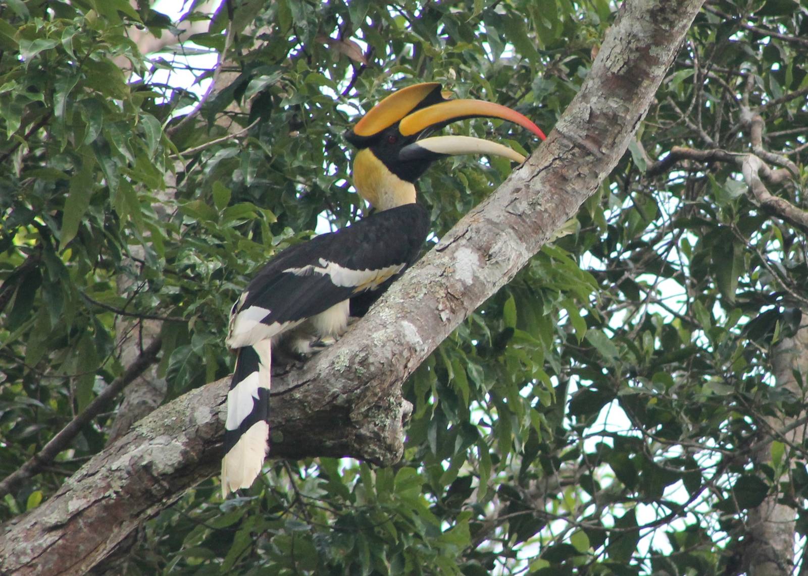 great hornbill (Buceros bicornis)