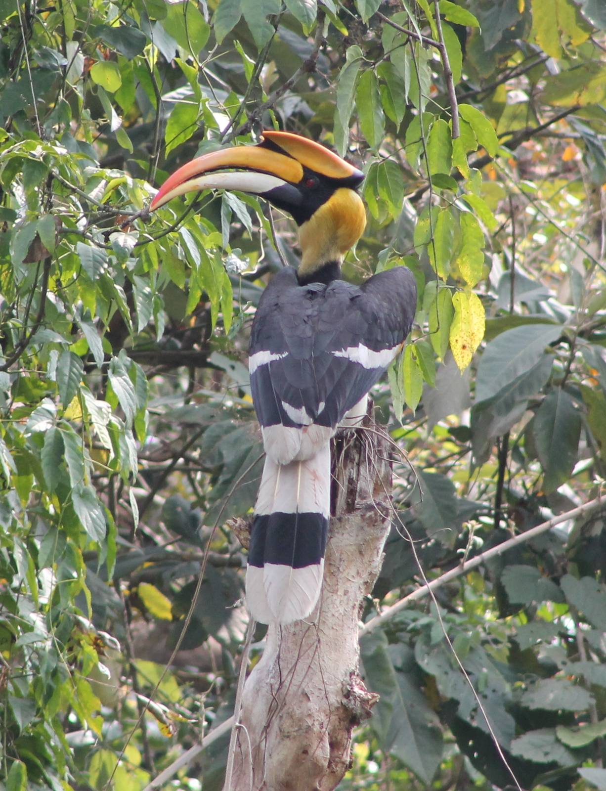 Great Hornbill (Buceros bicornis)