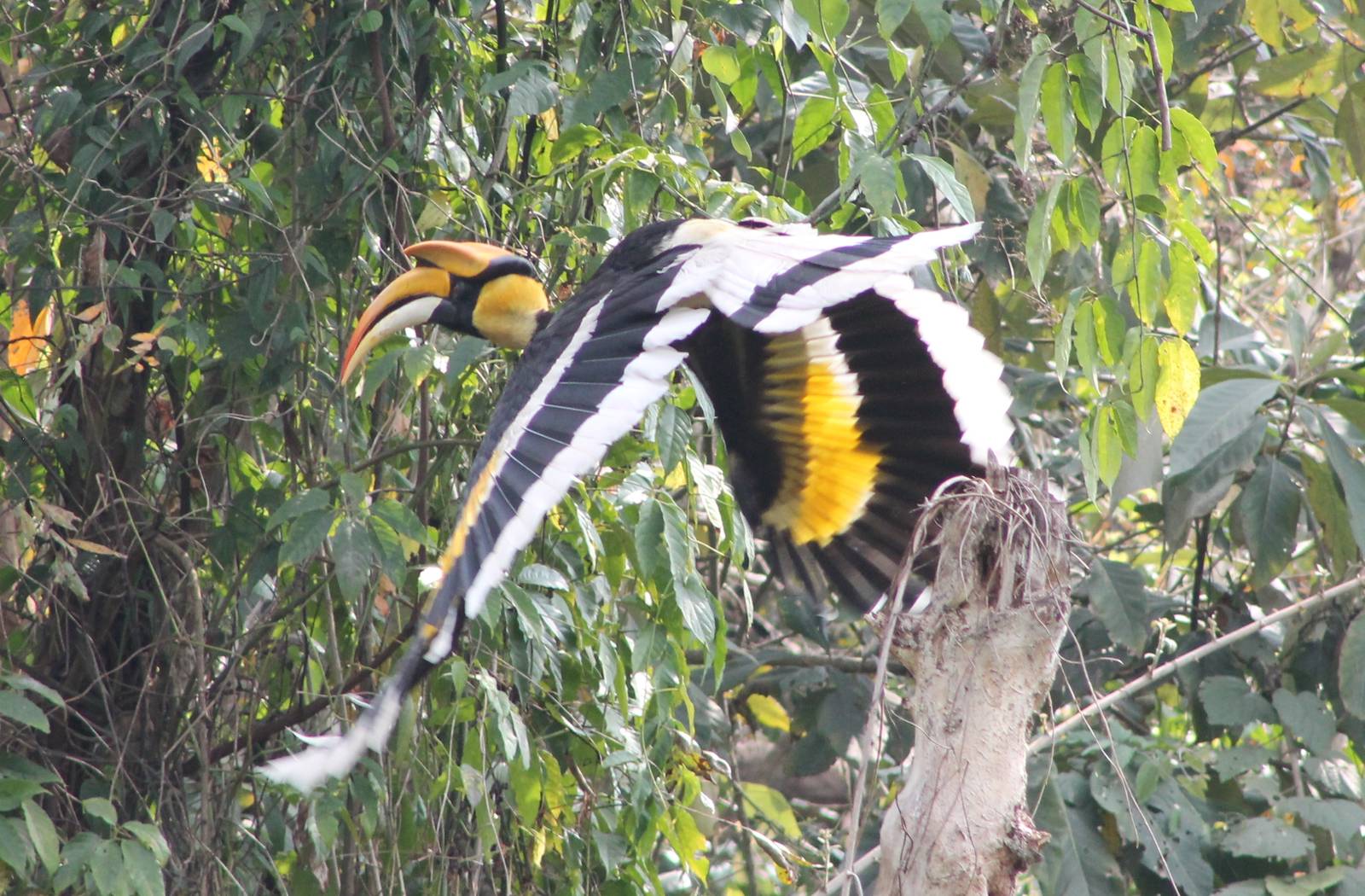 Great Hornbill (Buceros bicornis)