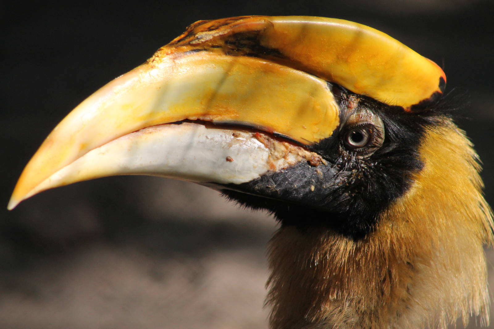 Great Hornbill (Buceros bicornis)