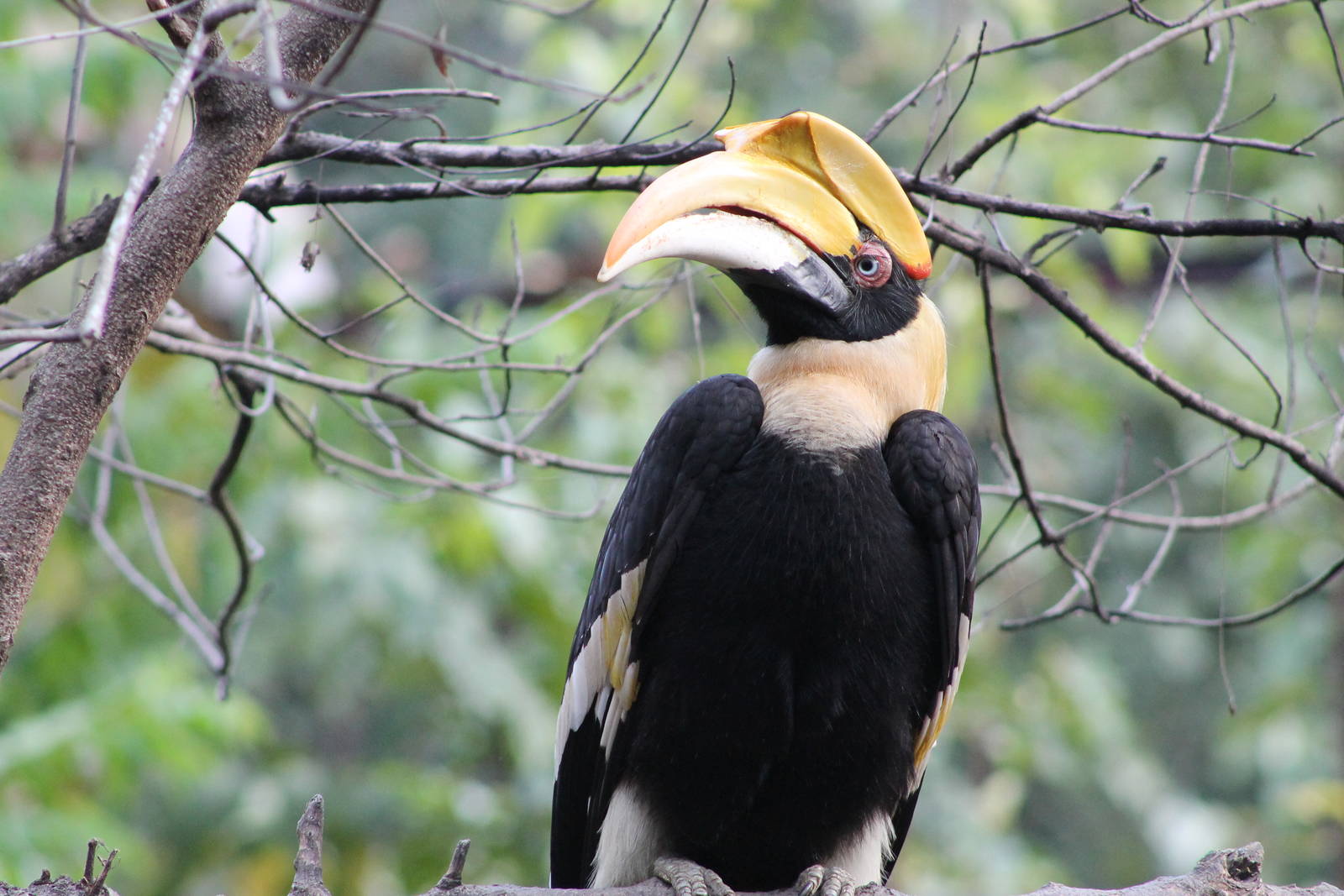 Great Hornbill (Buceros bicornis)