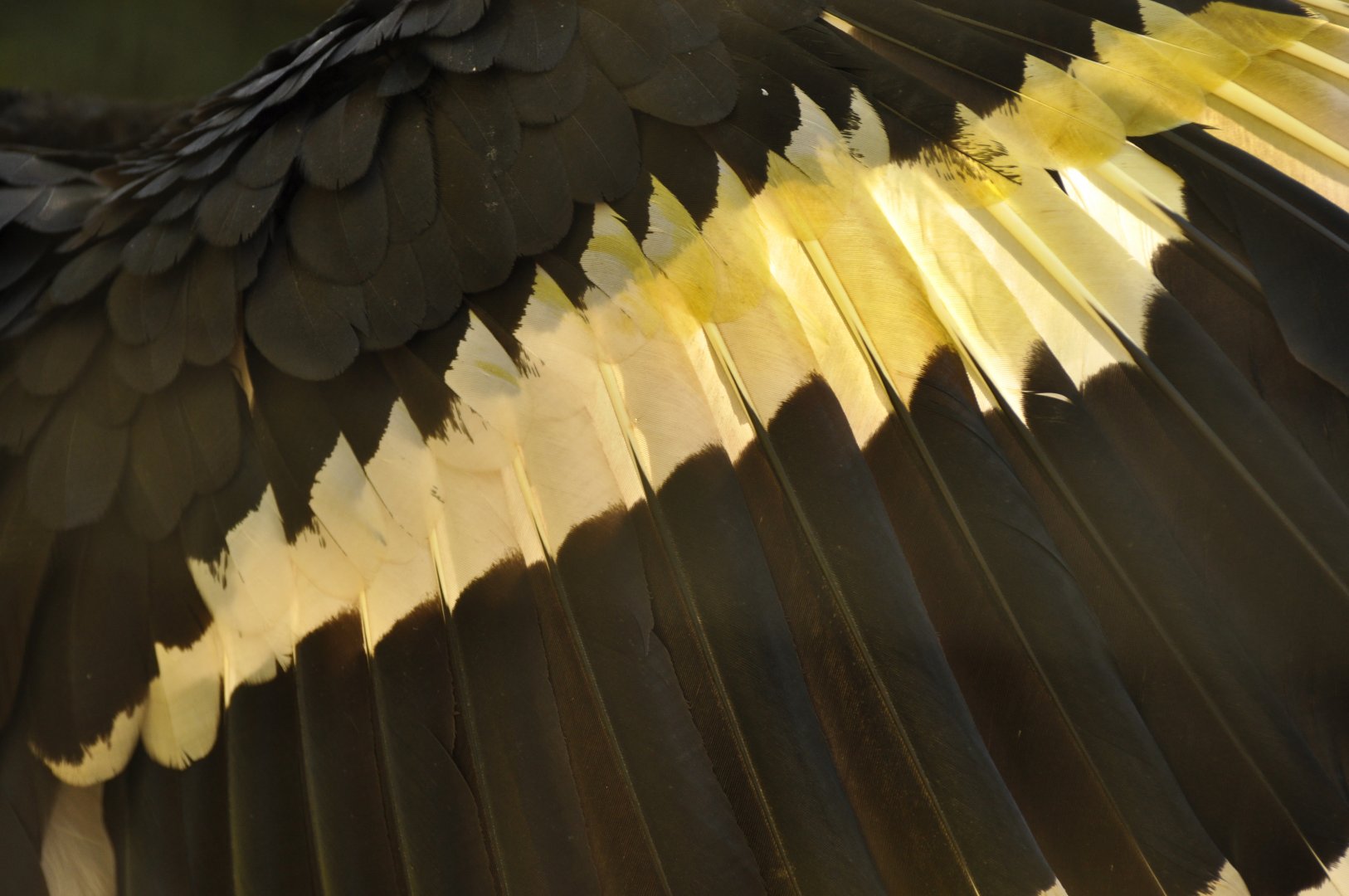 Great Hornbill (Buceros bicornis)