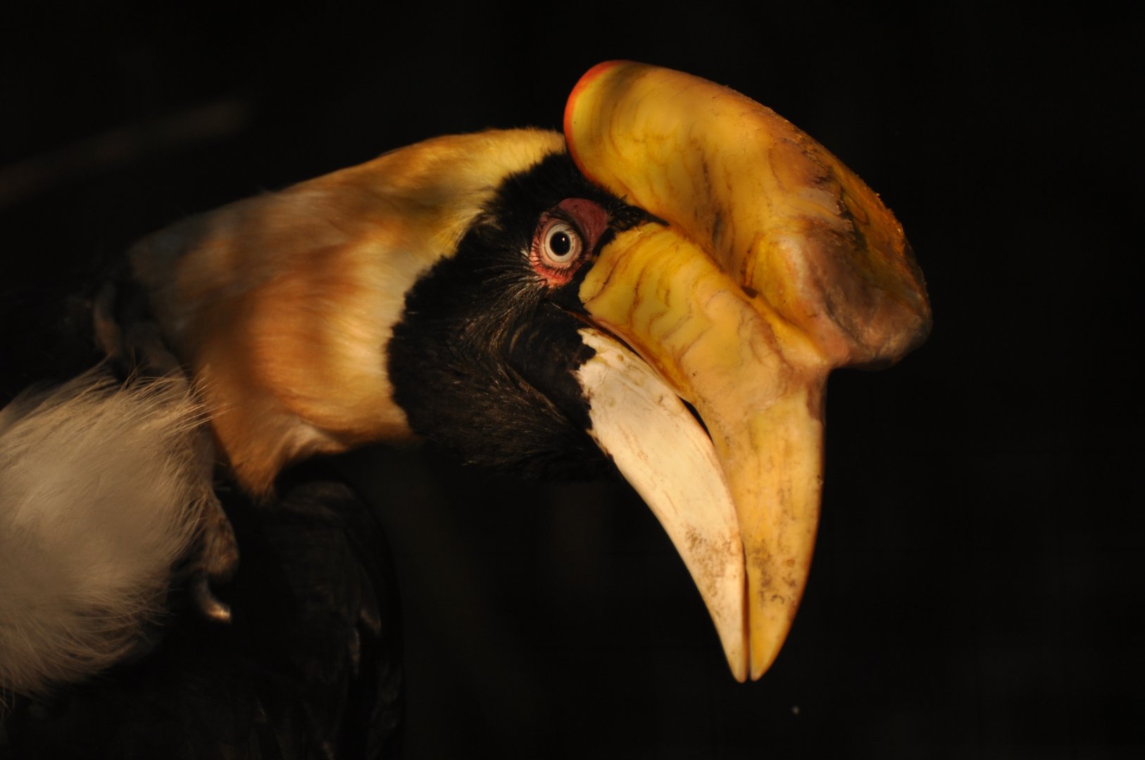 Great Hornbill (Buceros bicornis)