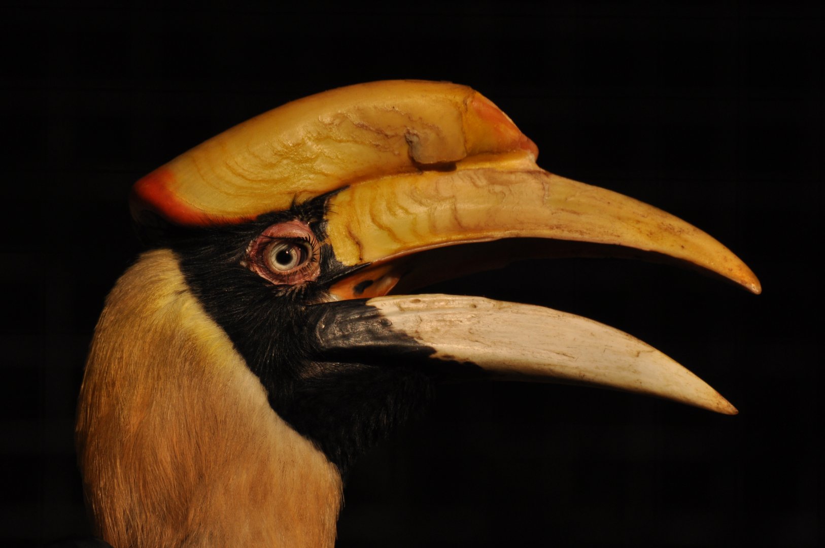 Great Hornbill (Buceros bicornis)
