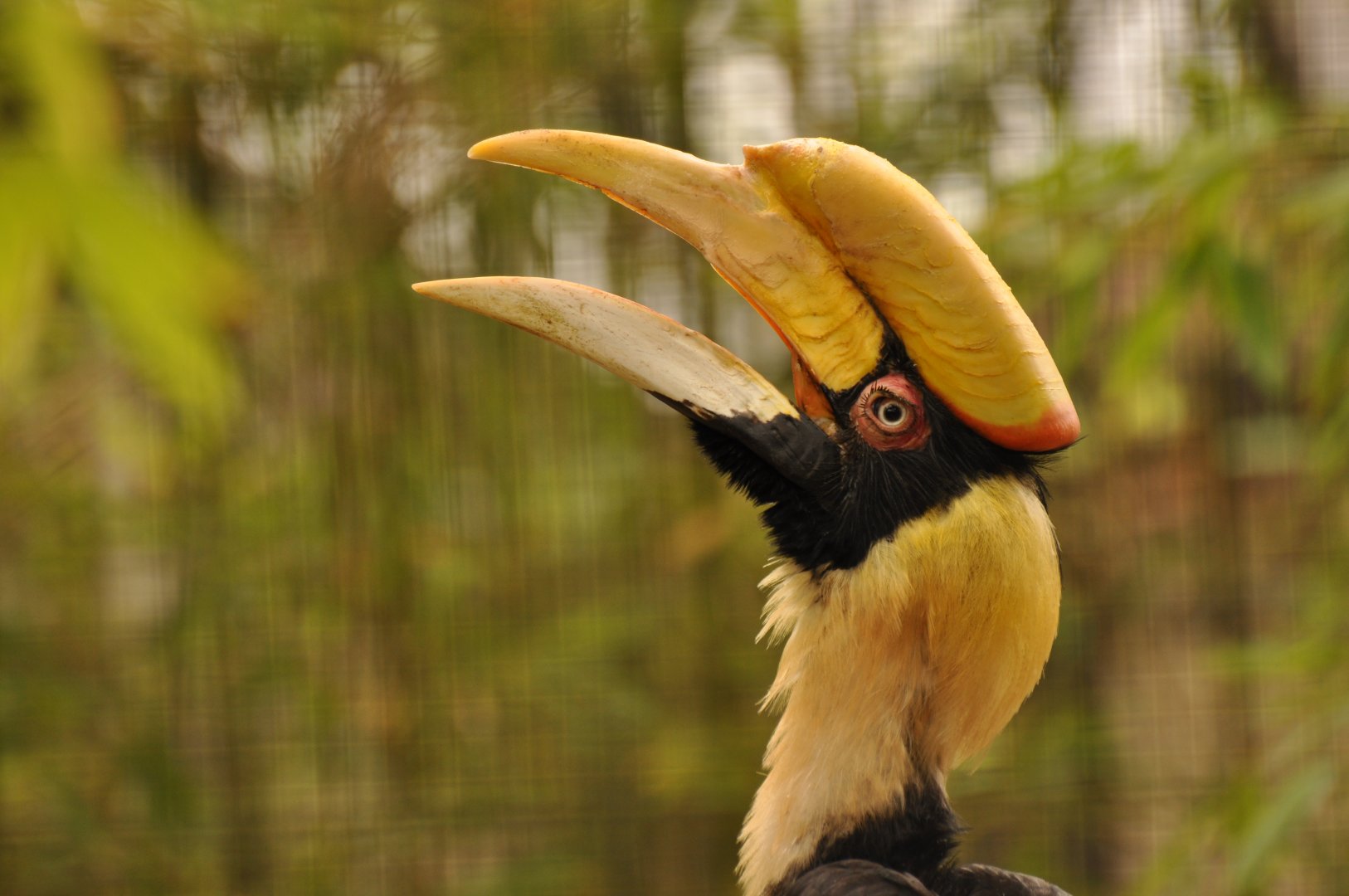 Great Hornbill (Buceros bicornis)