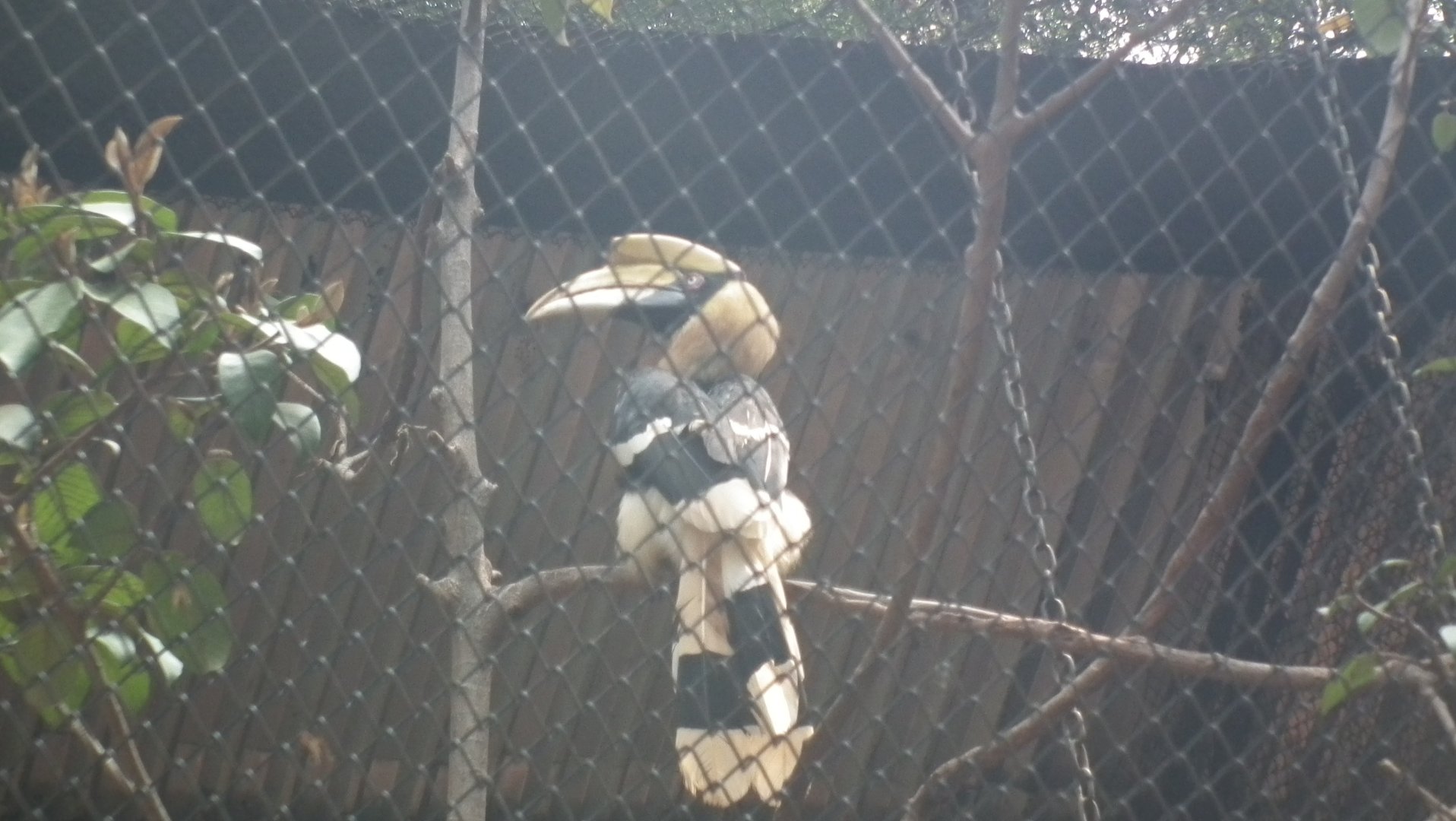 Great Hornbill (Buceros bicornis)