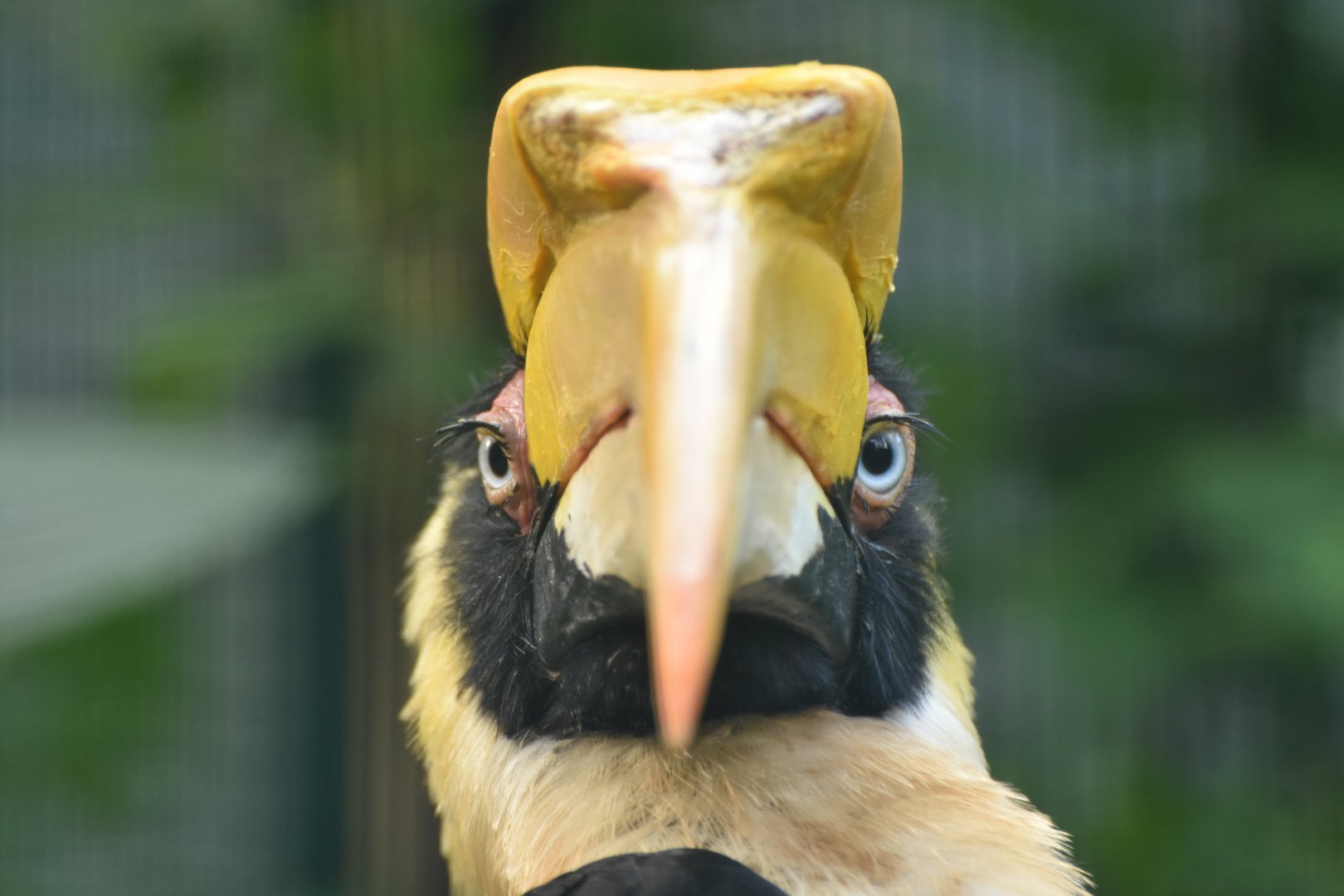 Great Hornbill Buceros bicornis