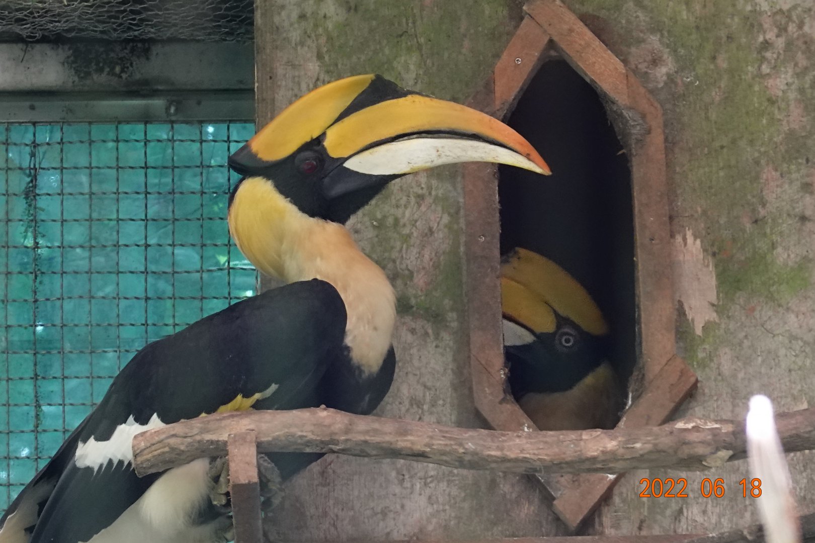 Great Hornbill (Buceros bicornis)