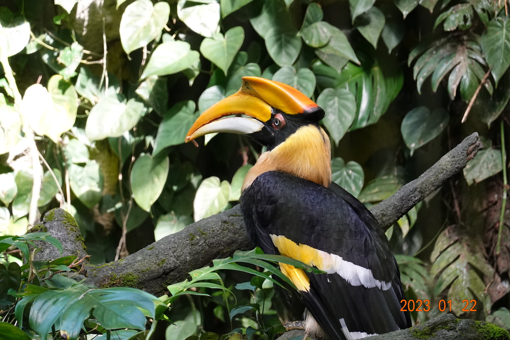 Great Hornbill (Buceros bicornis)