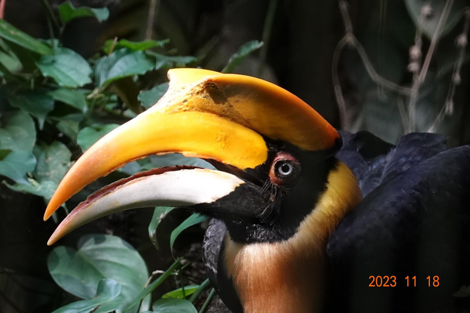 Great Hornbill (Buceros bicornis)