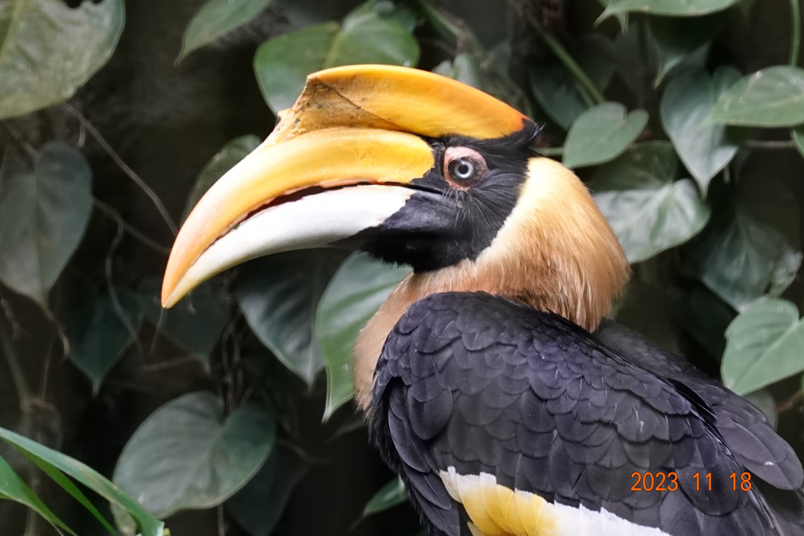Great Hornbill (Buceros bicornis)