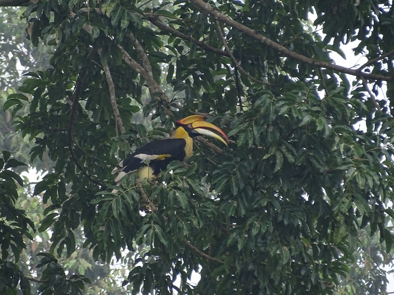 Great hornbill (Buceros bicornis)