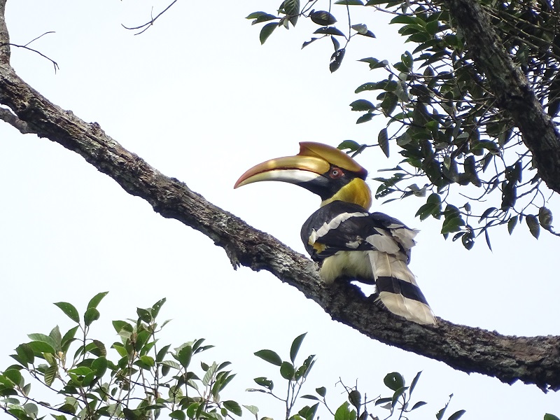 Great hornbill (Buceros bicornis)