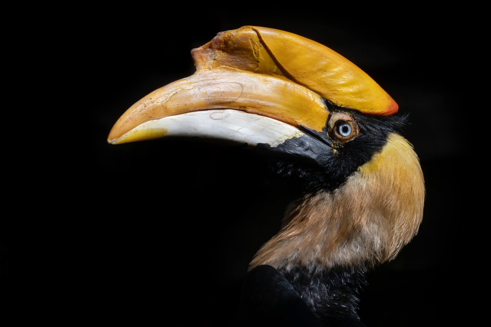 Great hornbill (Buceros bicornis)