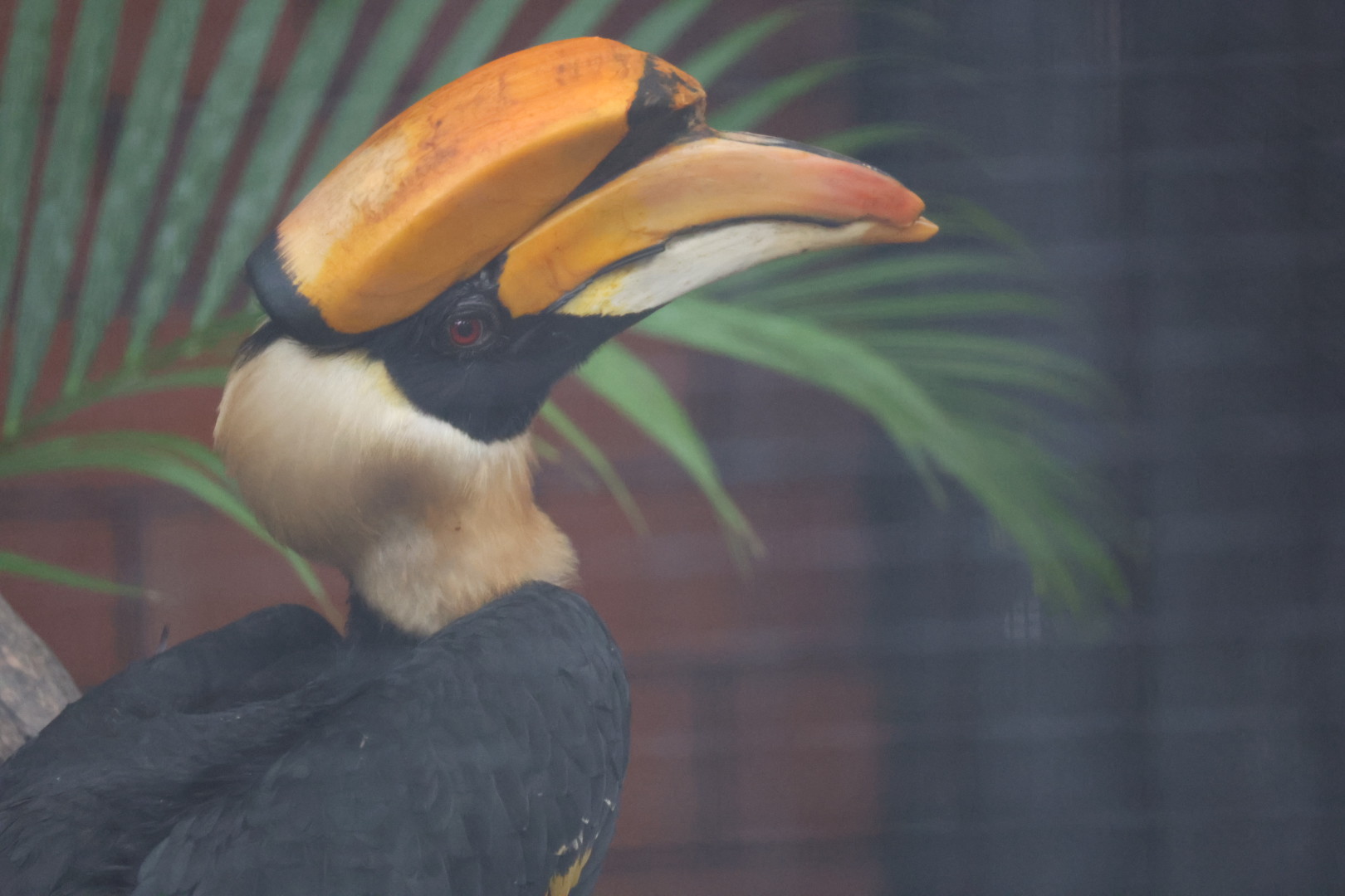 Great hornbill (Buceros bicornis)