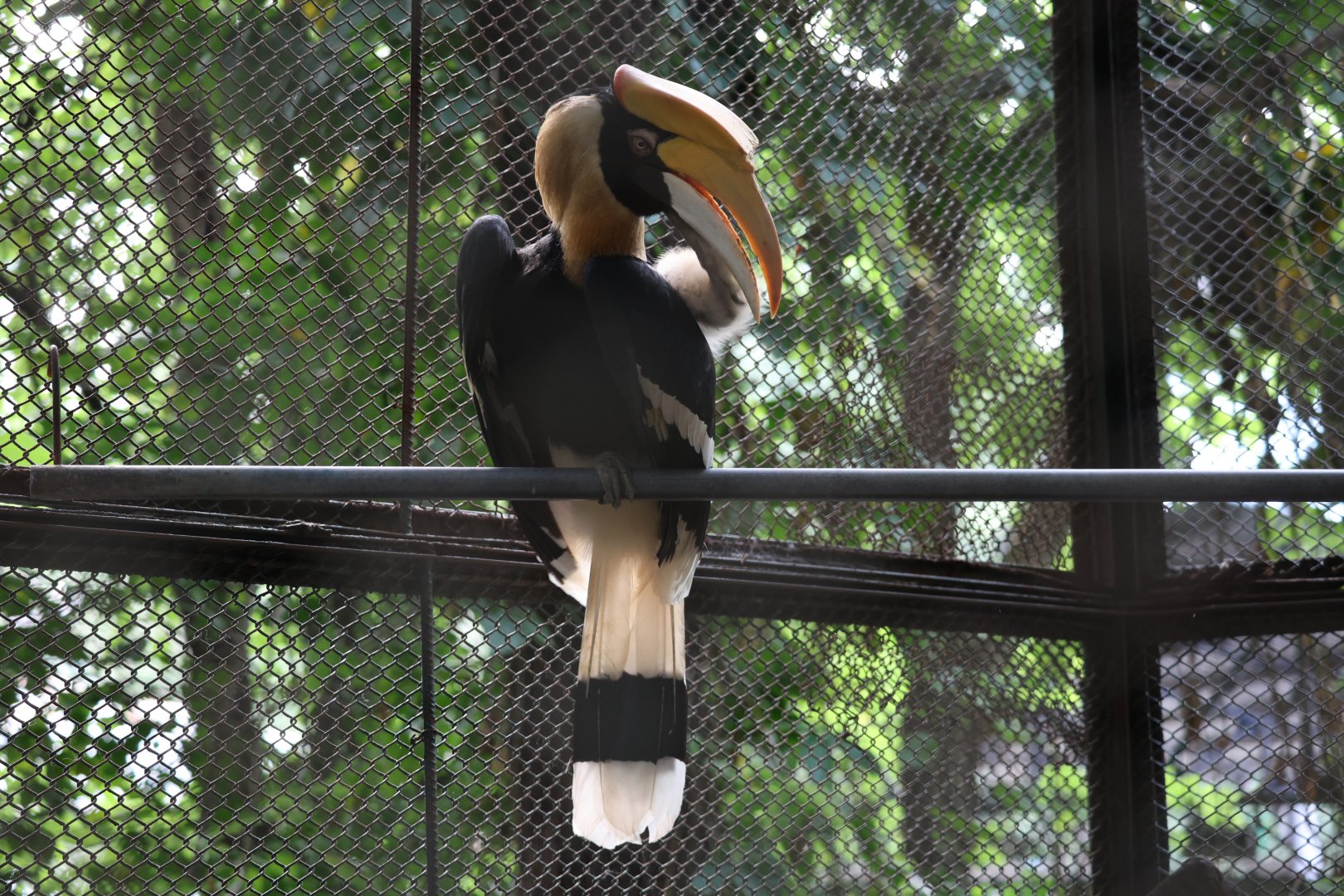 Great hornbill (Buceros bicornis)