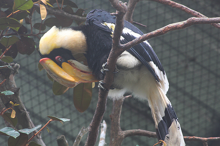Great hornbill (Buceros bicornis)