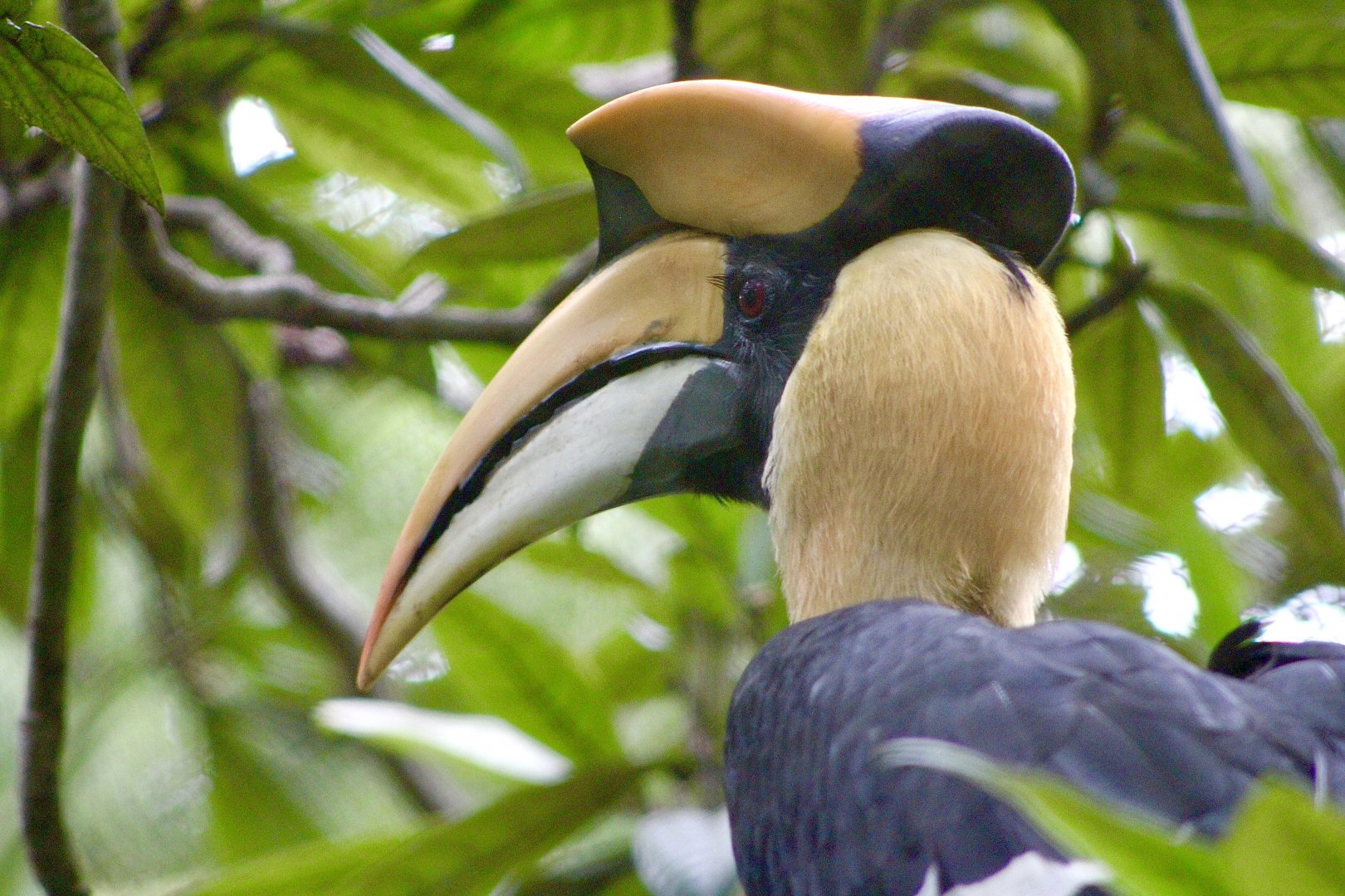 Great Hornbill (Buceros bicornis)