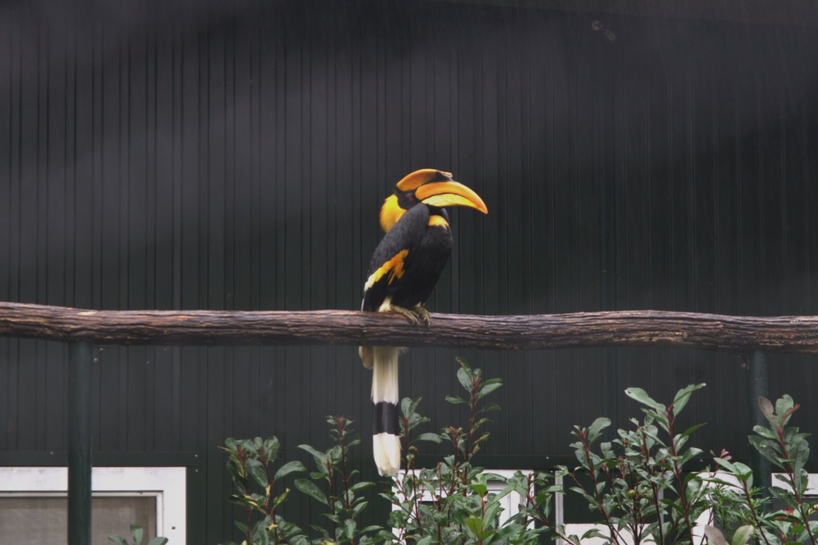 Great Hornbill (Buceros bicornis)