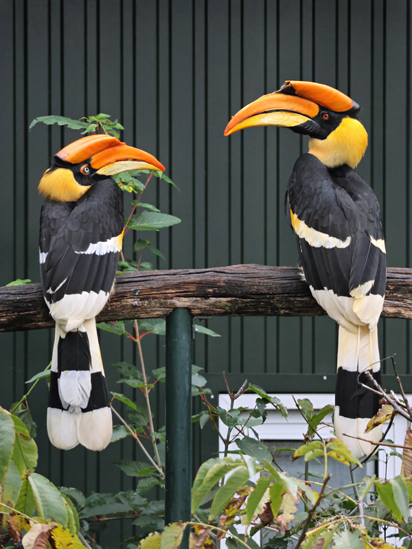 Great hornbill (Buceros bicornis)