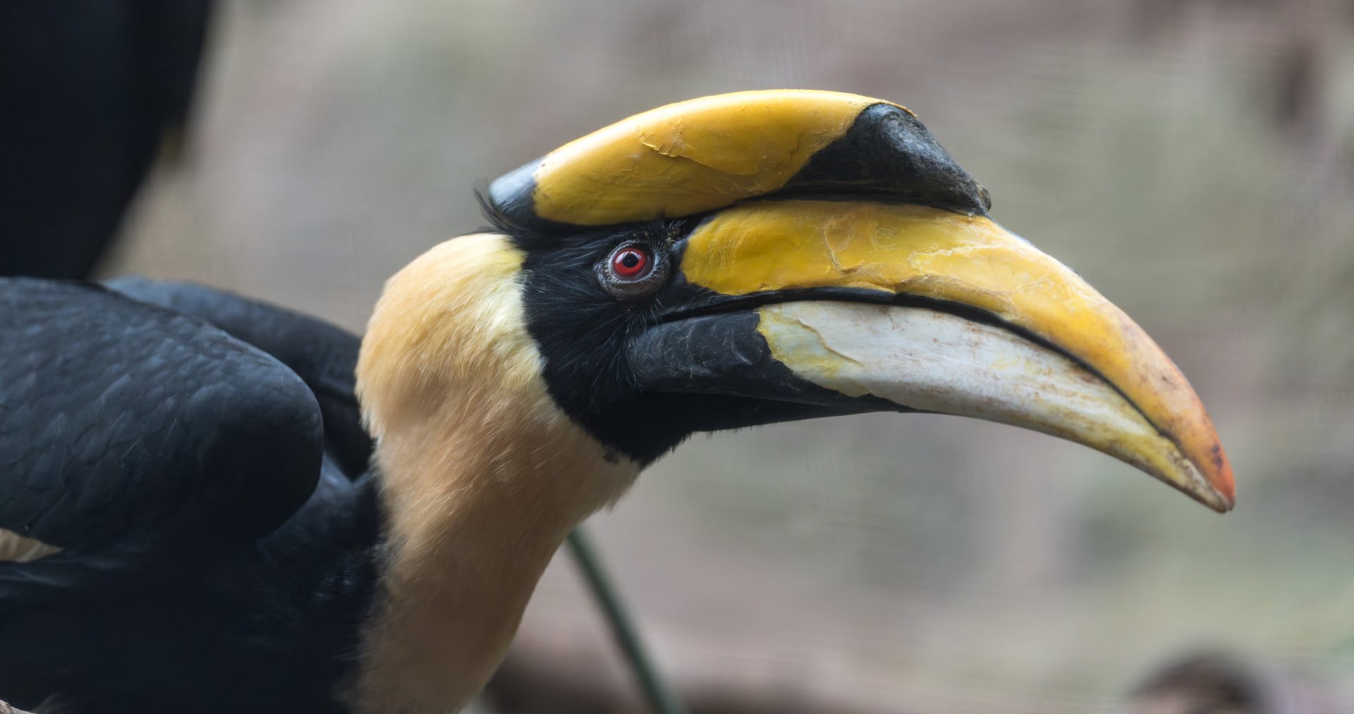 Great Hornbill, Chester, UK