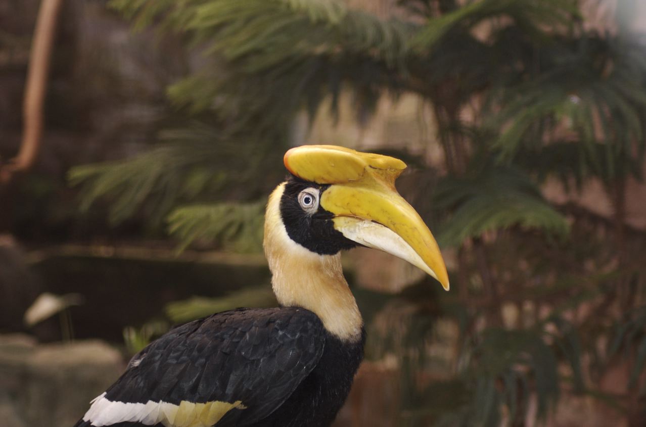 Great hornbill (chester)