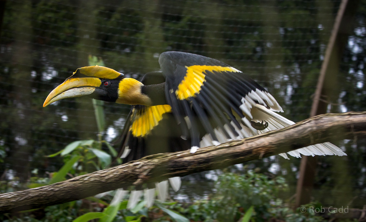 Great hornbill : Cotswold WP : 18 Dec 2015