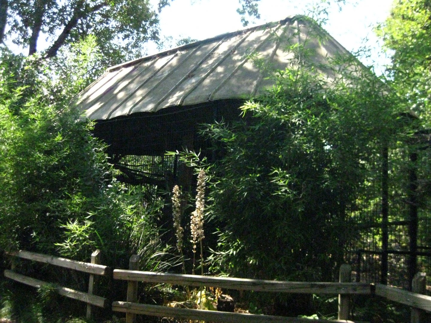 Great Hornbill Exhibit # 1