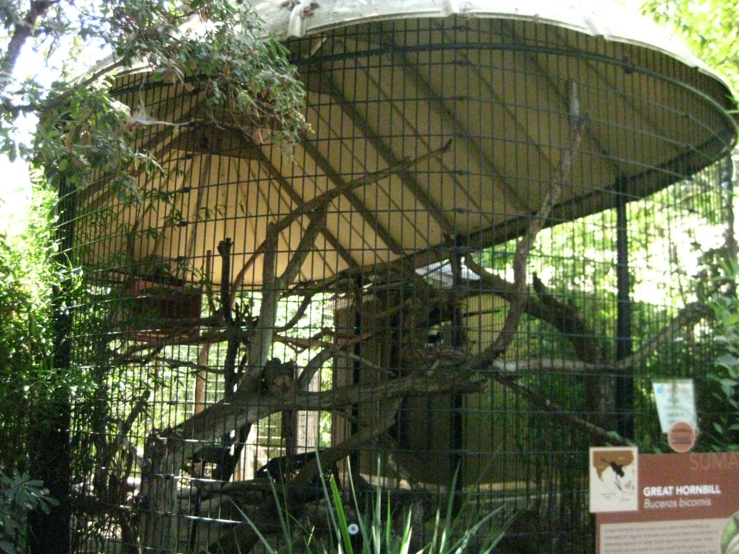 Great Hornbill Exhibit # 2