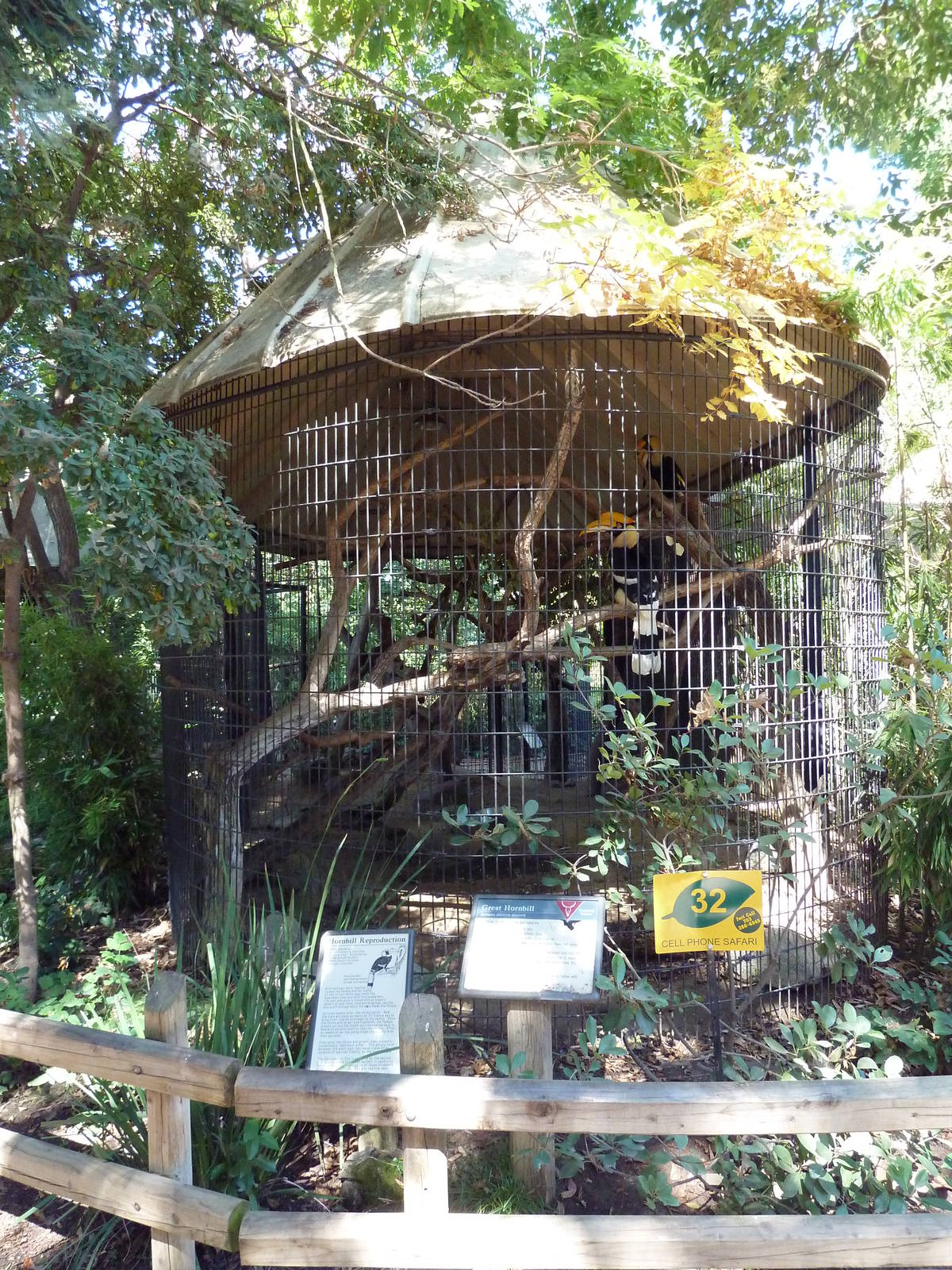 Great Hornbill Exhibit