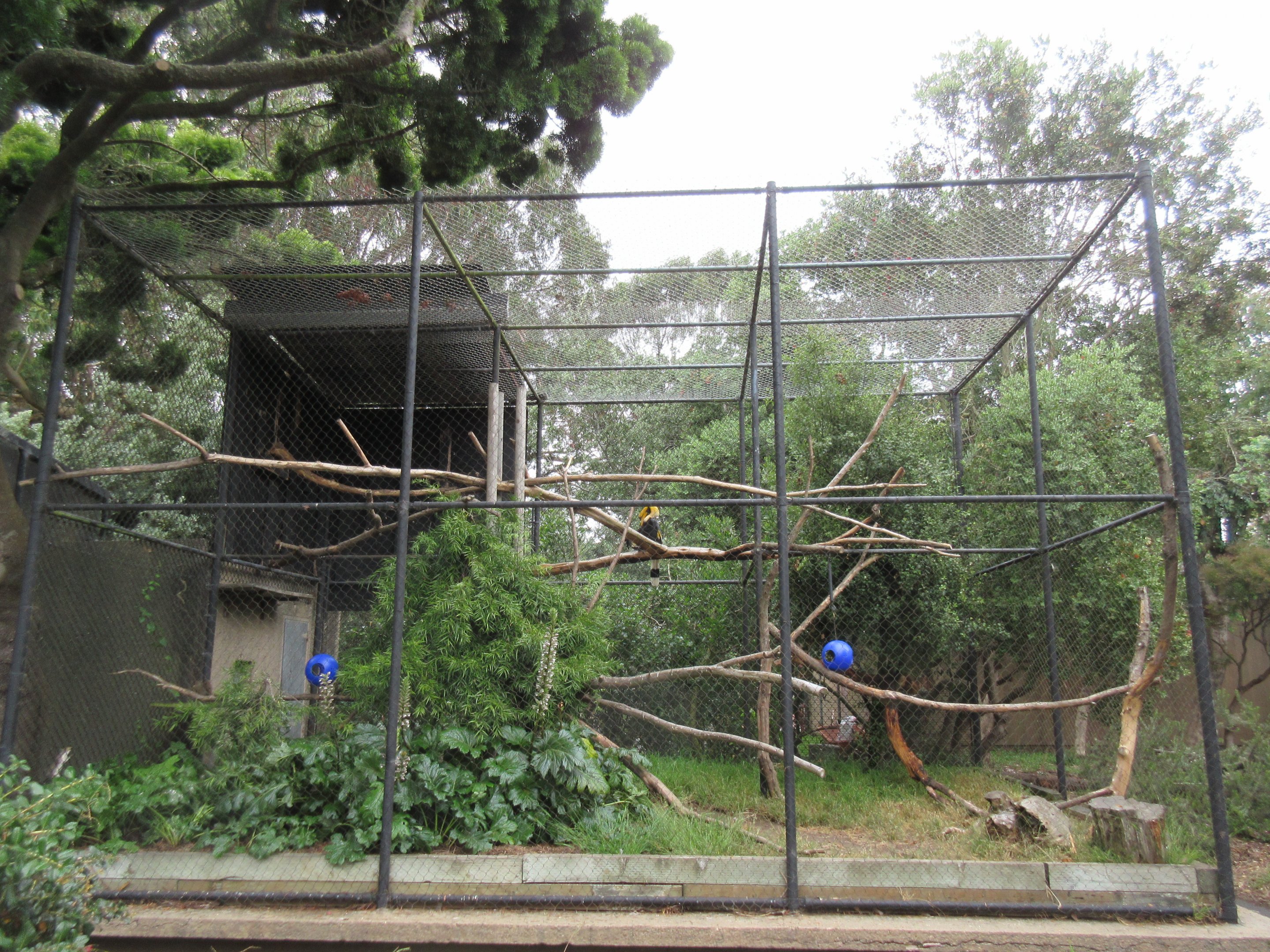 Great Hornbill Exhibit