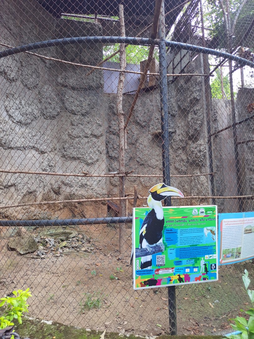 Great Hornbill Exhibit