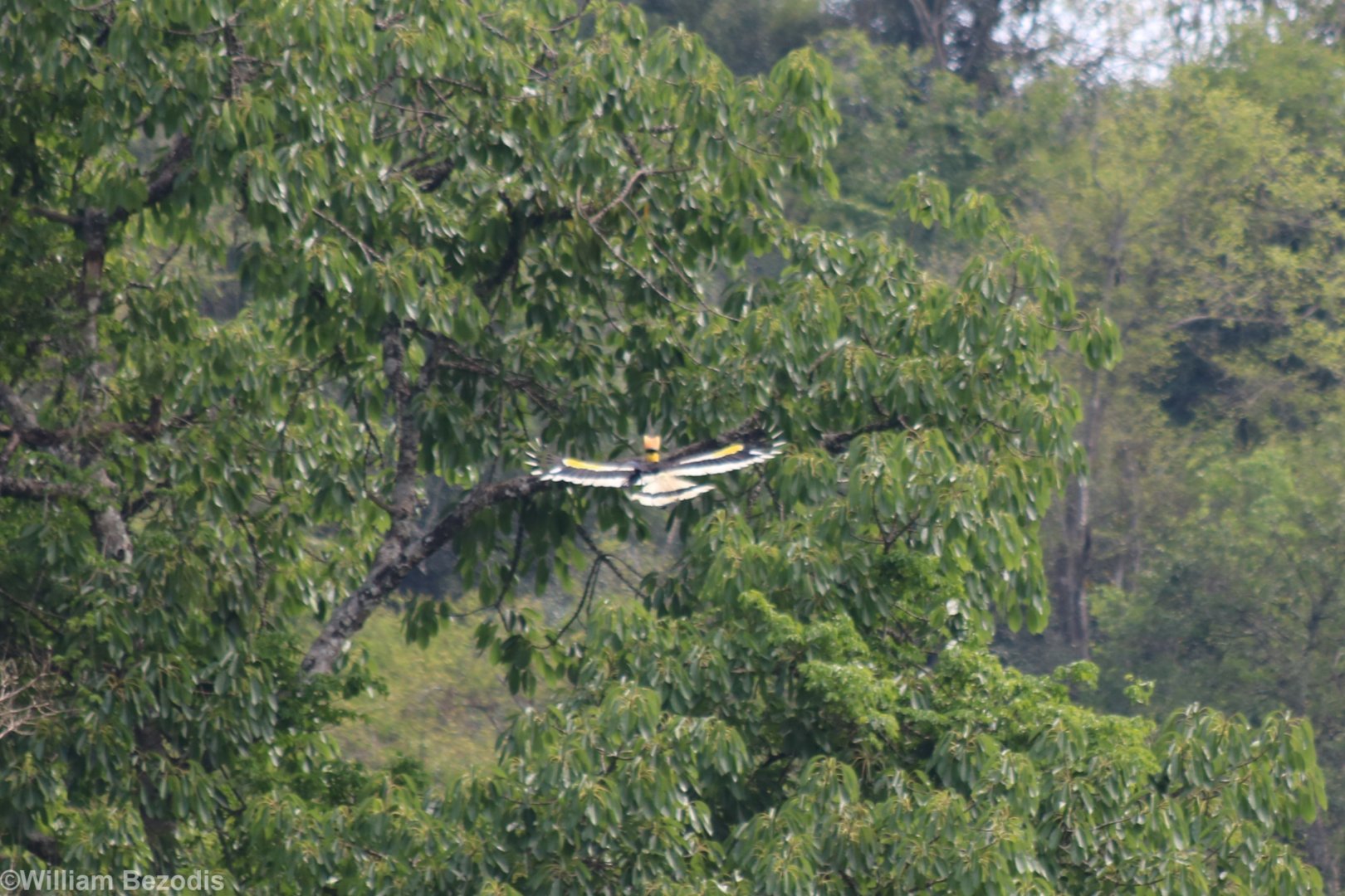 Great Hornbill in Flight - Kaeng Krachan National Park