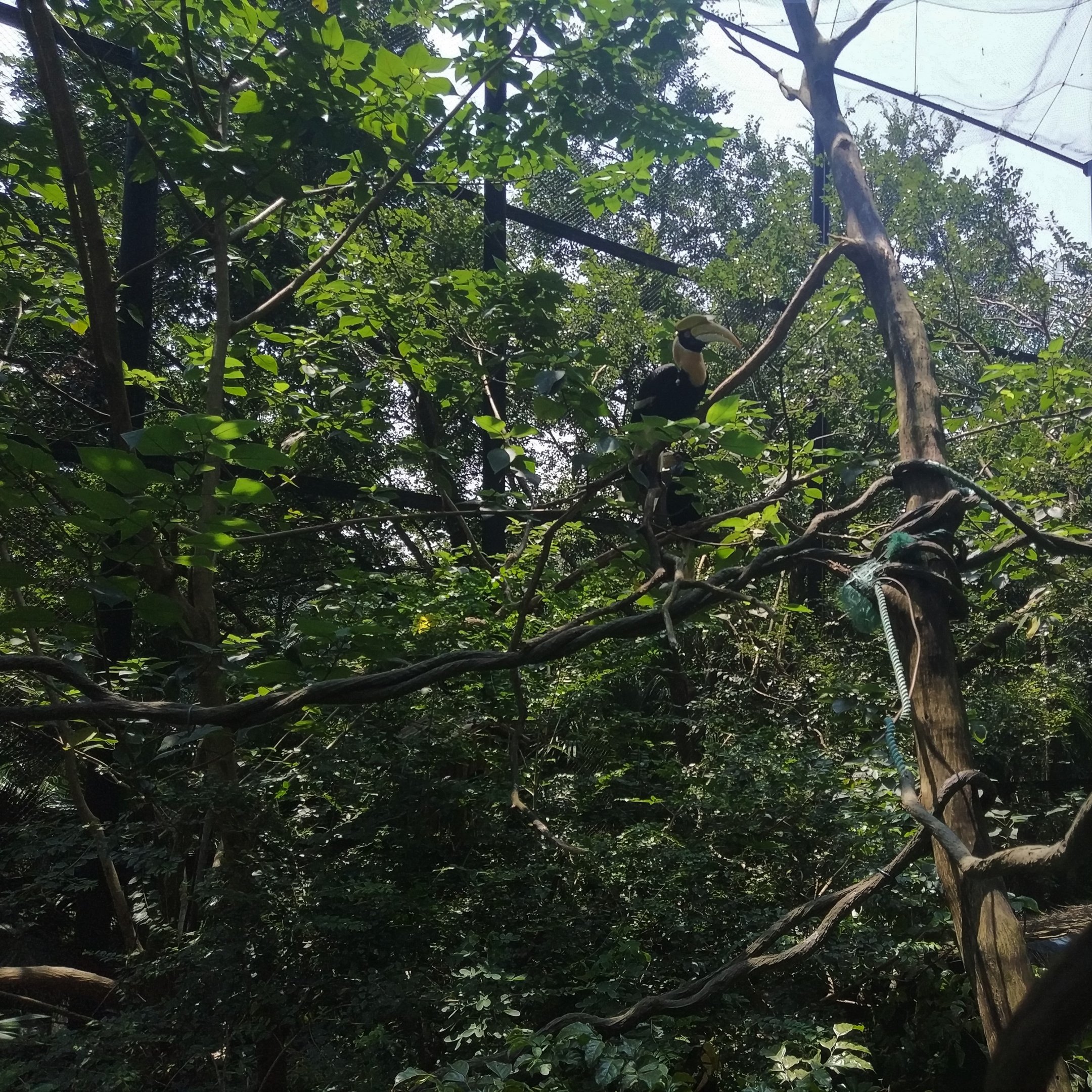 Great Hornbill in Walkthrough Aviary