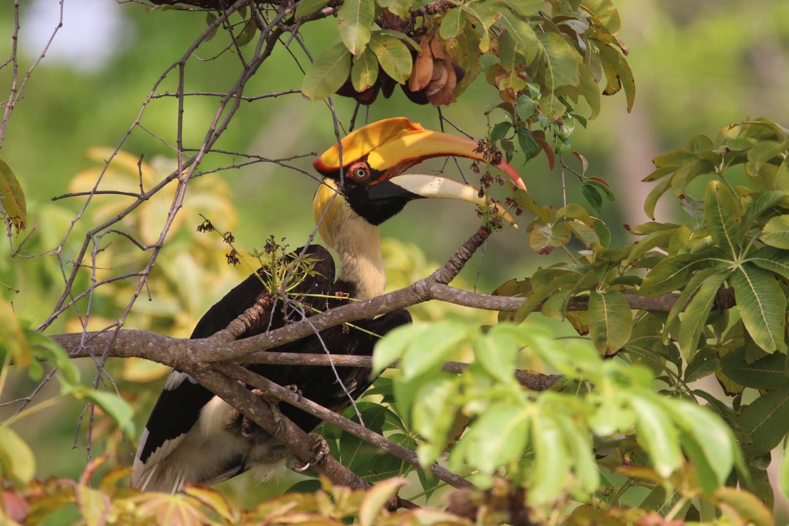 Great hornbill (Koh Chang)