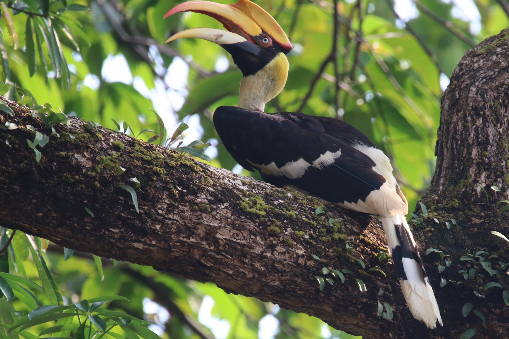 Great hornbill (Koh Chang)