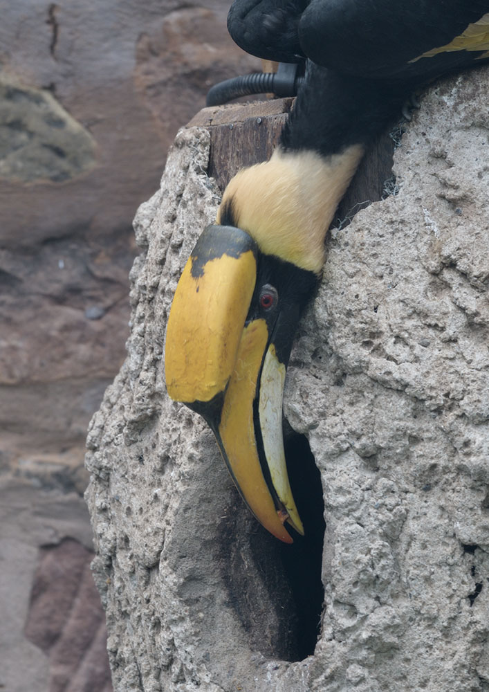 Great hornbill male feeding female on nest