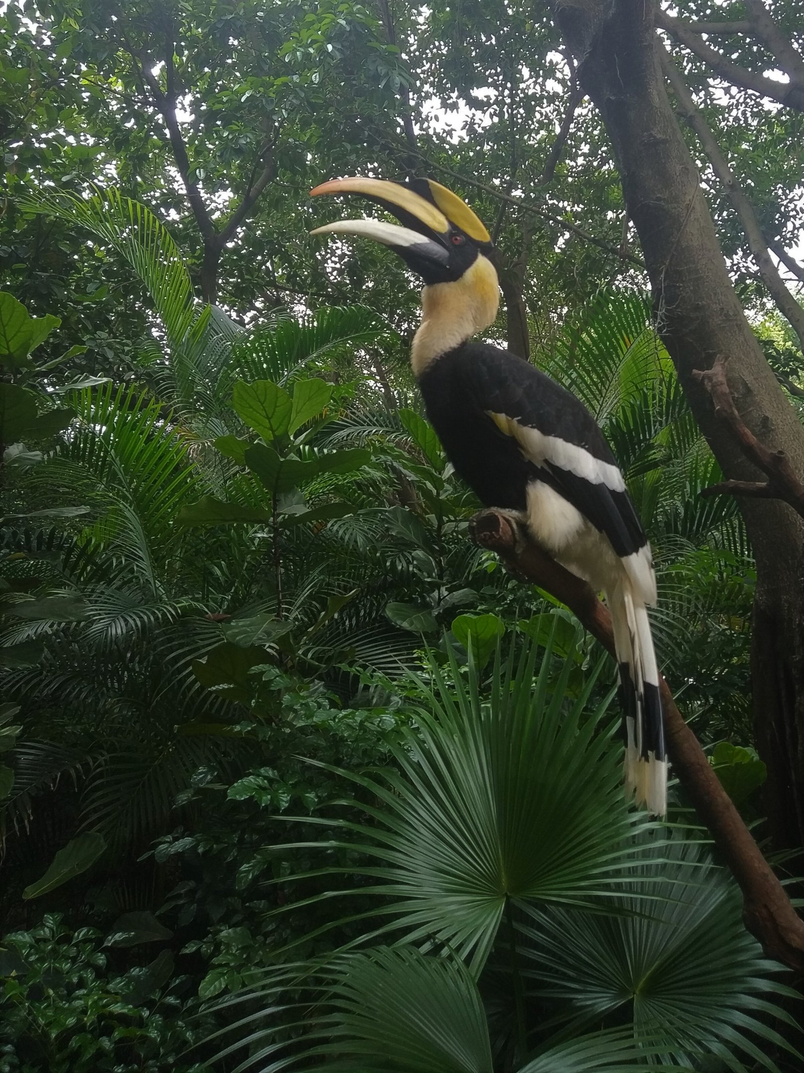 Great Hornbill on a Stick