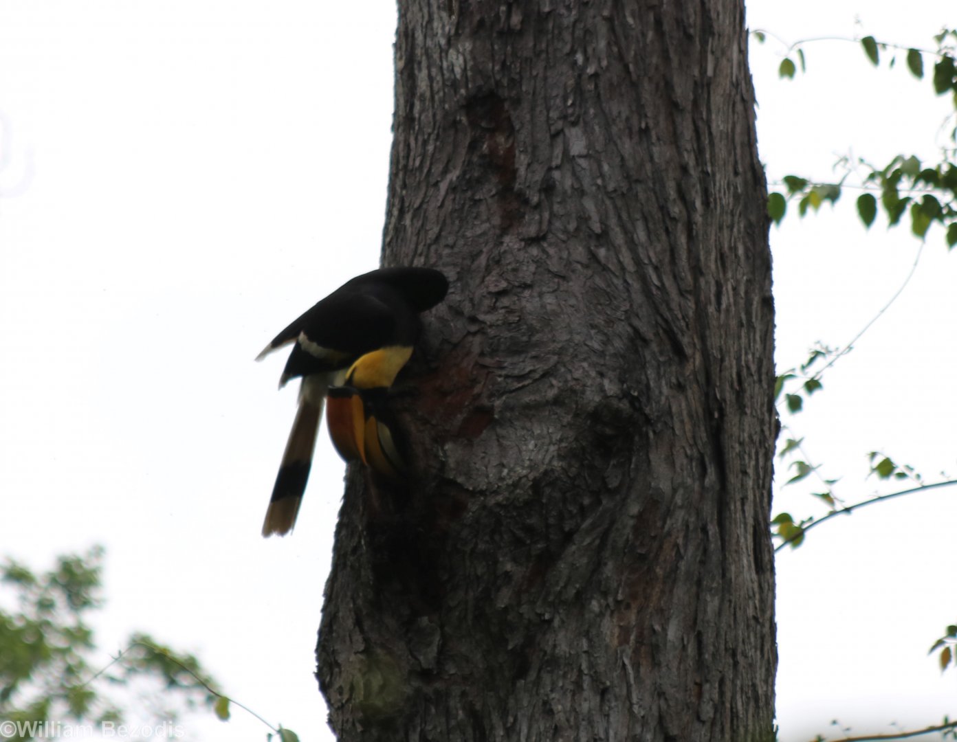 Great Hornbill on Nest Hole - Kaeng Krachan National Park