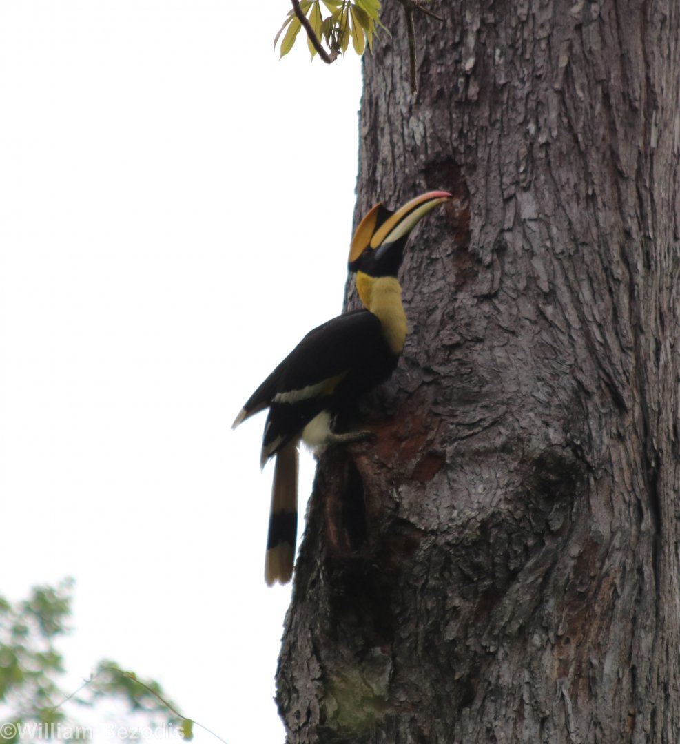 Great Hornbill on Nest Hole - Kaeng Krachan National Park