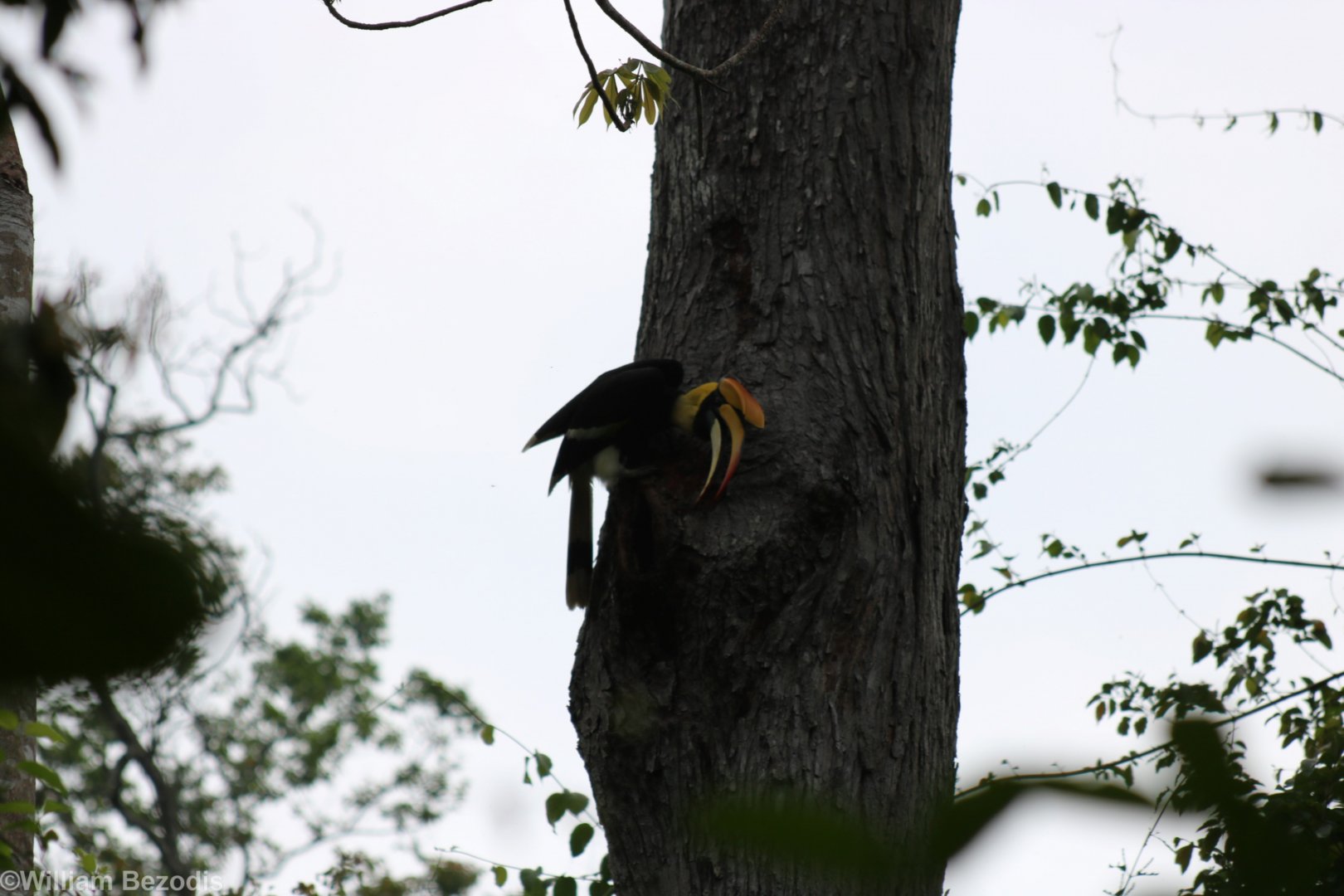 Great Hornbill on Nest Hole - Kaeng Krachan National Park