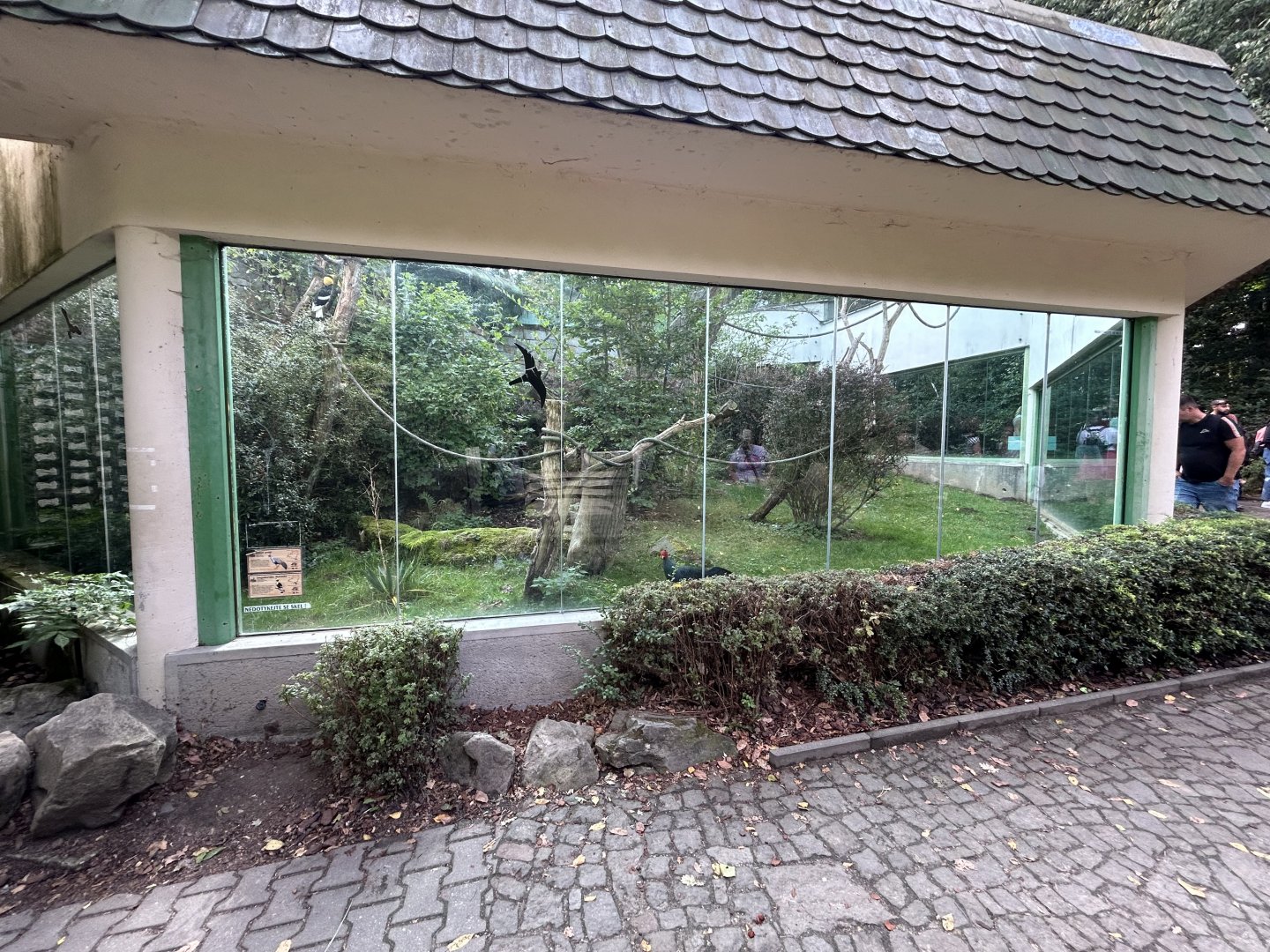 Great Hornbill & Siamese Fireback Aviary