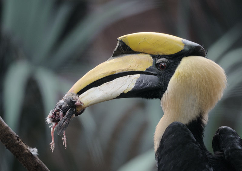 Great hornbill with prey