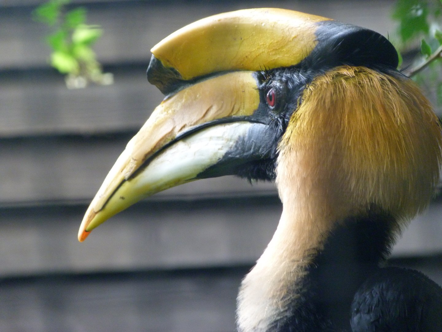 Great hornbill -Zoo Praha (2025)
