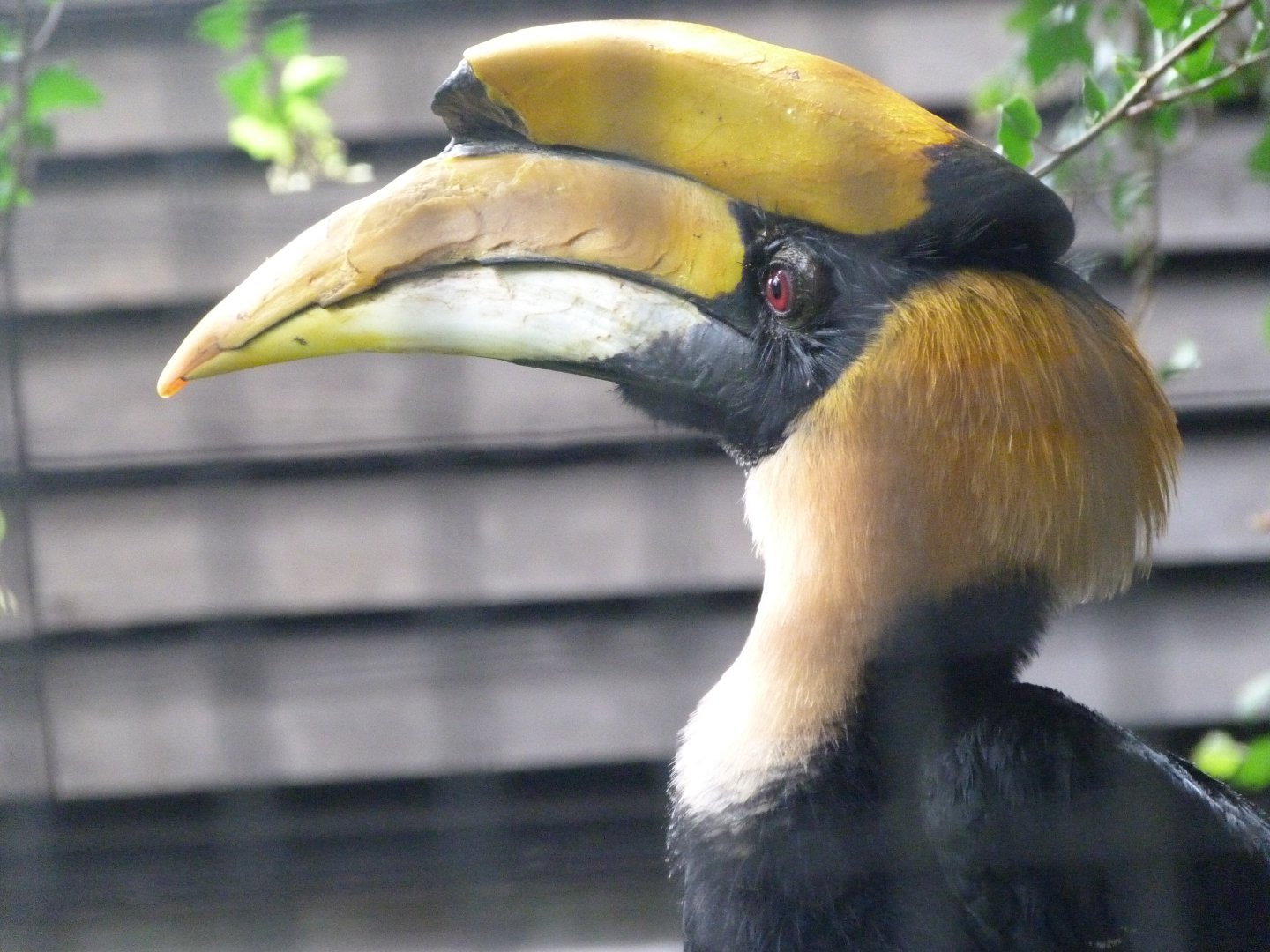 Great hornbill -Zoo Praha (2025)