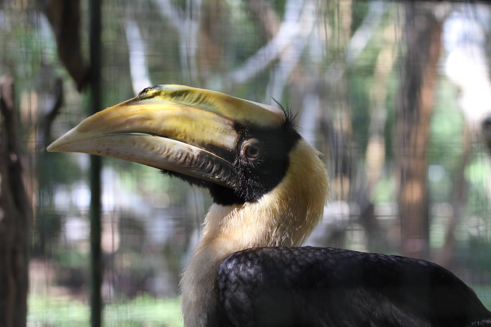 Great Hornbill